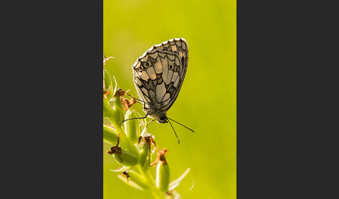 Schachbrett (Melanargia galathea)