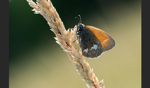 Rostbraunes Wiesenvögelchen (Coenonympha glycerion)