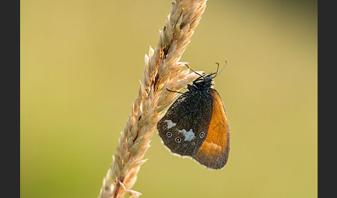 Rostbraunes Wiesenvögelchen (Coenonympha glycerion)