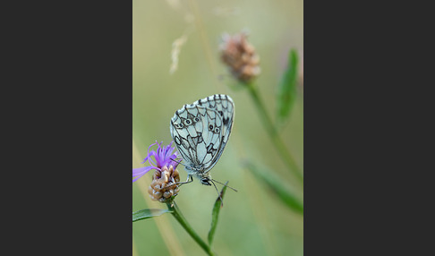 Schachbrett (Melanargia galathea)