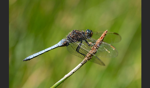 Kleiner Blaupfeil (Orthetrum coerulescens)