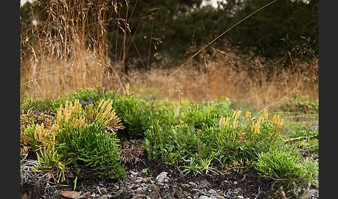 Gemeiner Flachbärlapp (Diphasiastrum complanatum)