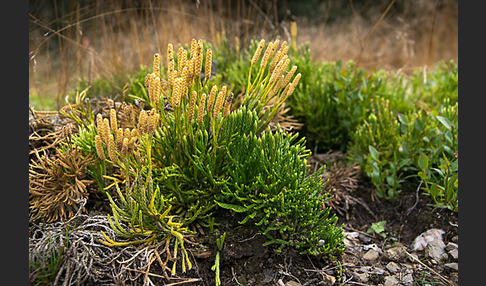 Gemeiner Flachbärlapp (Diphasiastrum complanatum)