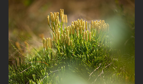 Gemeiner Flachbärlapp (Diphasiastrum complanatum)