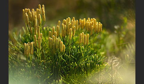 Gemeiner Flachbärlapp (Diphasiastrum complanatum)