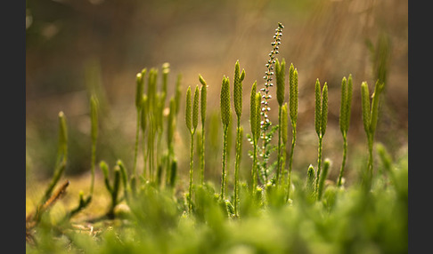 Keulen-Bärlapp (Lycopodium clavatum)