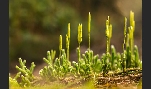 Keulen-Bärlapp (Lycopodium clavatum)