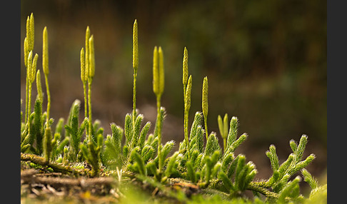 Keulen-Bärlapp (Lycopodium clavatum)