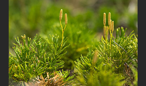 Gemeiner Flachbärlapp (Diphasiastrum complanatum)