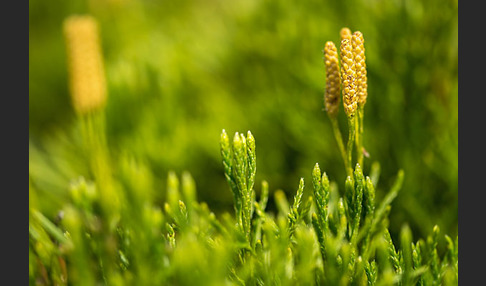 Gemeiner Flachbärlapp (Diphasiastrum complanatum)