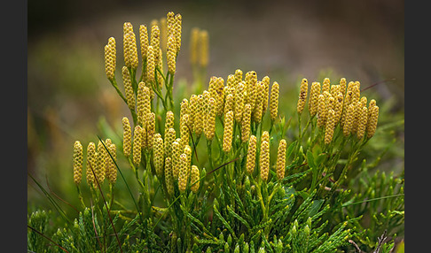 Gemeiner Flachbärlapp (Diphasiastrum complanatum)