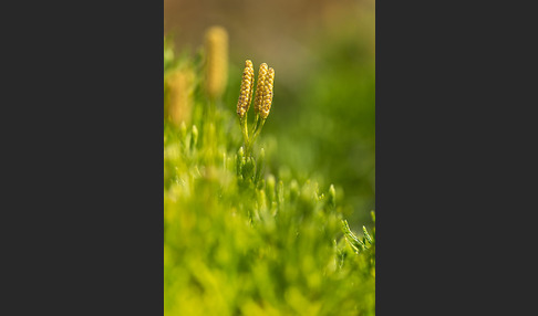 Gemeiner Flachbärlapp (Diphasiastrum complanatum)