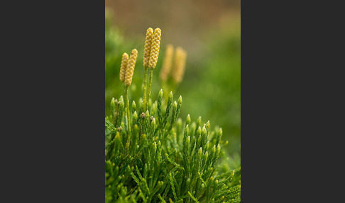 Gemeiner Flachbärlapp (Diphasiastrum complanatum)