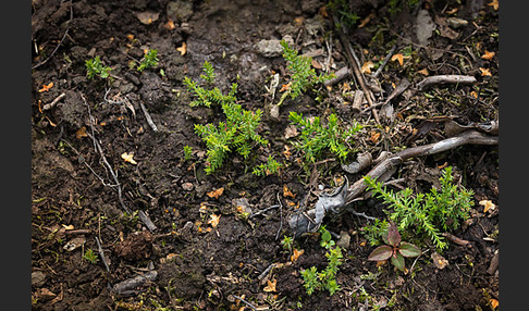 Heidekraut (Calluna vulgaris)