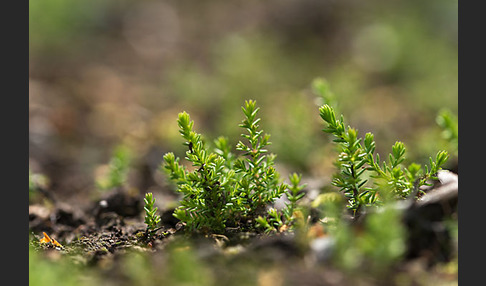 Heidekraut (Calluna vulgaris)