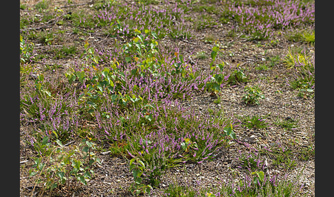 Heidekraut (Calluna vulgaris)