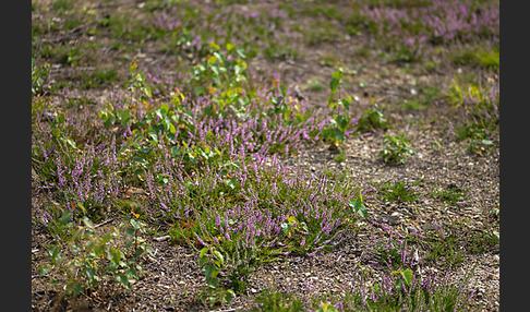 Heidekraut (Calluna vulgaris)