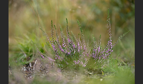 Heidekraut (Calluna vulgaris)