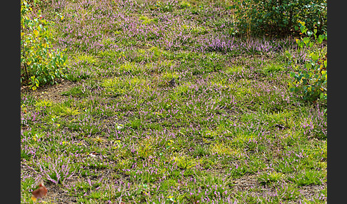 Heidekraut (Calluna vulgaris)