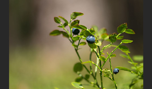 Heidelbeere (Vaccinium myrtillus)