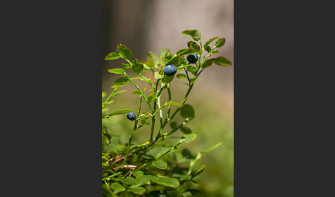 Heidelbeere (Vaccinium myrtillus)