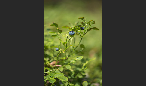 Heidelbeere (Vaccinium myrtillus)