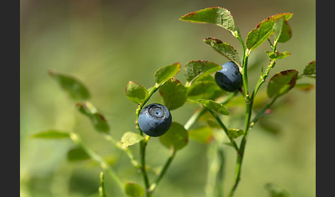 Heidelbeere (Vaccinium myrtillus)