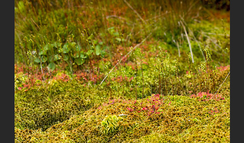 Rundblättriger Sonnentau (Drosera rotundifolia)