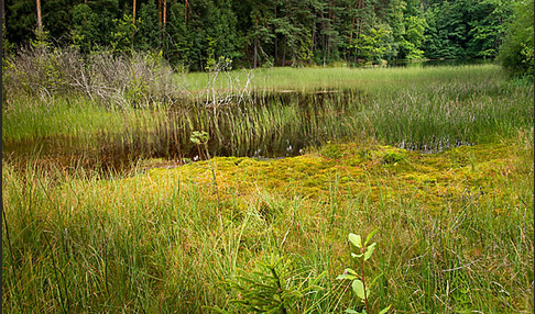 Rundblättriger Sonnentau (Drosera rotundifolia)