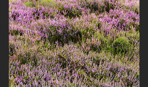 Heidekraut (Calluna vulgaris)