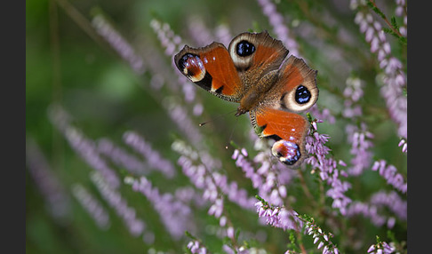 Tagpfauenauge (Inachis io)