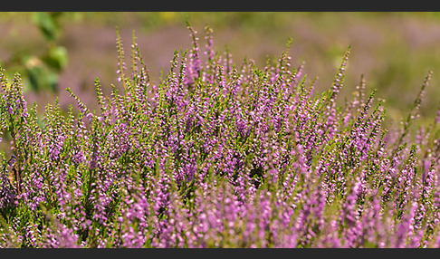 Heidekraut (Calluna vulgaris)