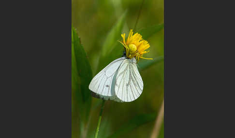 Rapsweißling (Pieris napi)