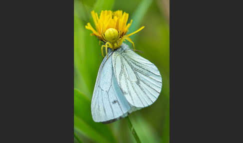 Rapsweißling (Pieris napi)