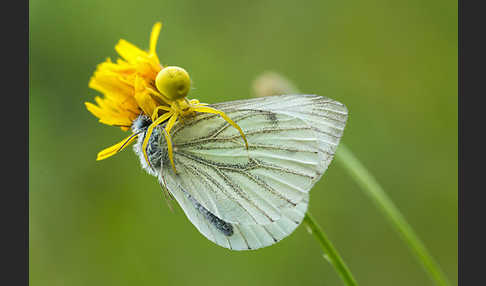 Rapsweißling (Pieris napi)