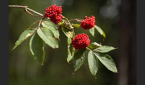 Trauben-Holunder (Sambucus racemosa)