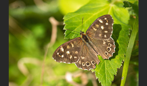 Waldbrettspiel (Pararge aegeria)