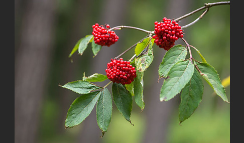 Trauben-Holunder (Sambucus racemosa)