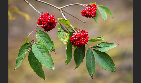 Trauben-Holunder (Sambucus racemosa)