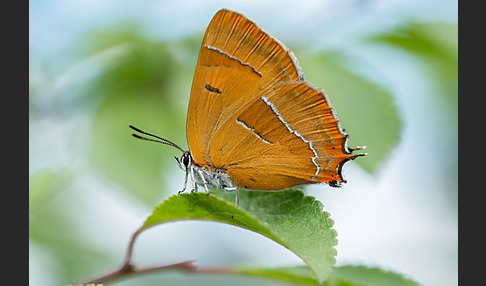 Nierenfleck-Zipfelfalter (Thecla betulae)