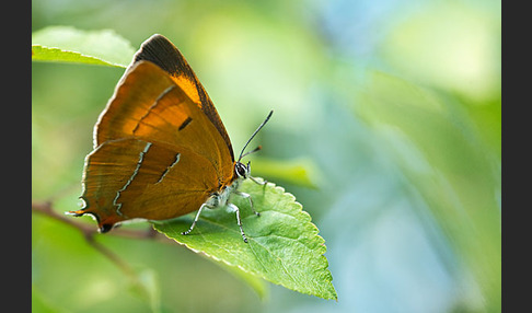 Nierenfleck-Zipfelfalter (Thecla betulae)