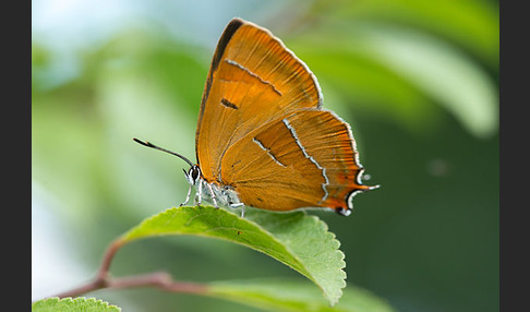 Nierenfleck-Zipfelfalter (Thecla betulae)