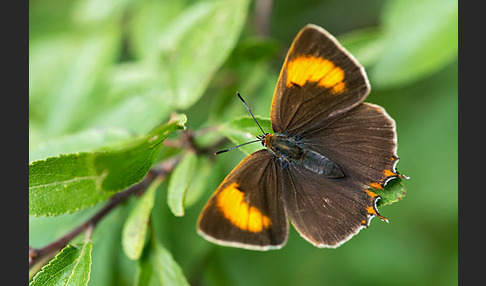 Nierenfleck-Zipfelfalter (Thecla betulae)