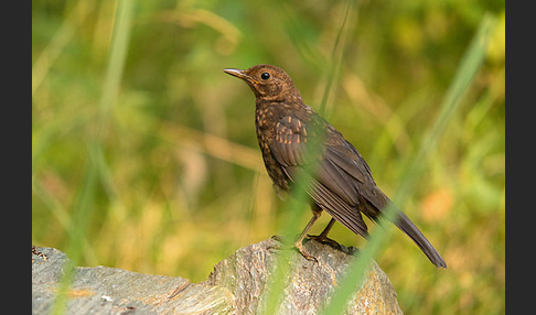 Amsel (Turdus merula)