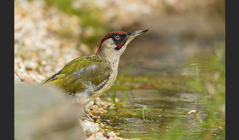 Grünspecht (Picus viridis)