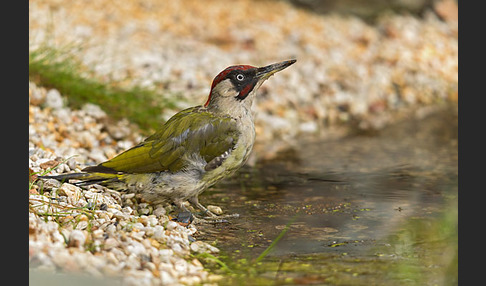 Grünspecht (Picus viridis)