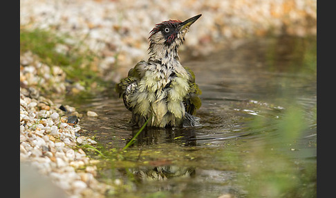 Grünspecht (Picus viridis)