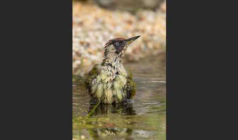 Grünspecht (Picus viridis)