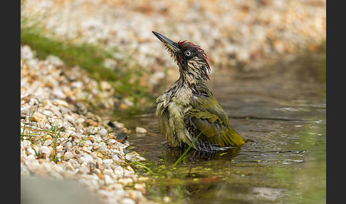 Grünspecht (Picus viridis)