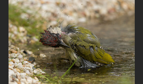 Grünspecht (Picus viridis)